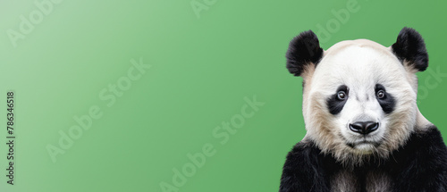 This image captures a panda with a soulful stare against a solid green backdrop  exuding a sense of wonder