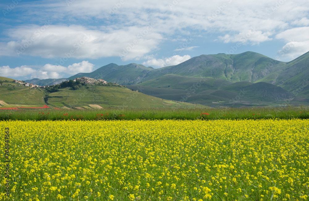 A beautiful view of medieval village of Castelluccio di Norcia in the yellow flowers of lentils, Umbria region, Italy