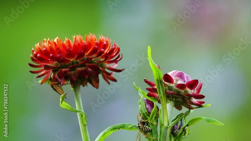 Xerochrysum bracteatum, commonly known as the golden everlasting or strawflower, is a flowering plant in the family Asteraceae native to Australia. Described by Étienne Pierre Ventenat in 1803. photo