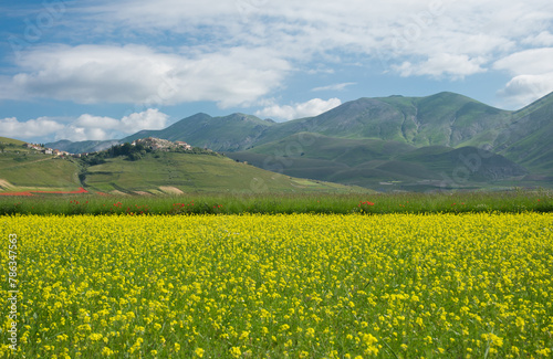 A beautiful view of medieval village of Castelluccio di Norcia in the yellow flowers of lentils, Umbria region, Italy © Buffy1982