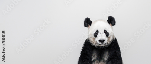 Image focuses on the panda's body with its face obscured creating intrigue