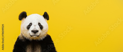 Fototapeta Naklejka Na Ścianę i Meble -  The image captures a charming panda bearing a soft gaze upon a saturated yellow background, emphasizing its heartwarming and expressive eyes