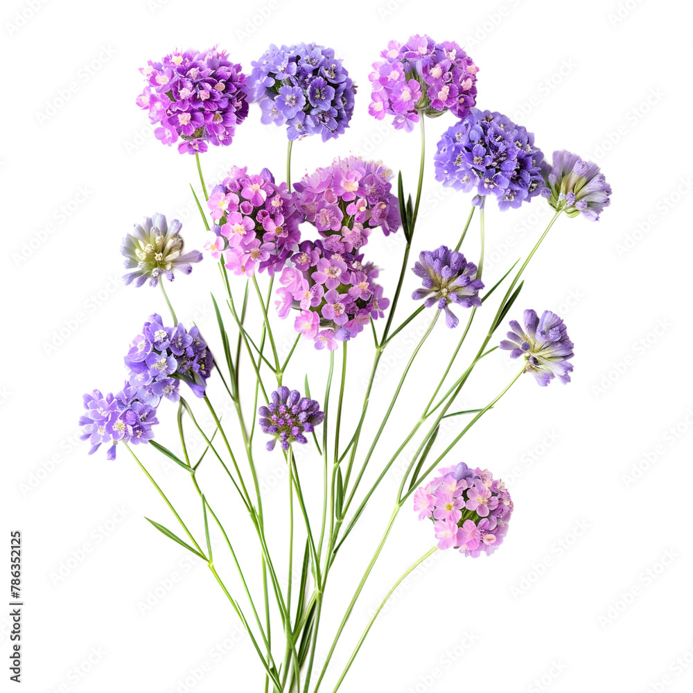 Obraz premium Purple Petal Parade: Assortment of Beautiful Purple Flowers from Various Breeds Isolated on Transparent Background