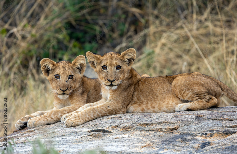 Obraz premium Two wild lion cubs sitting on a rock