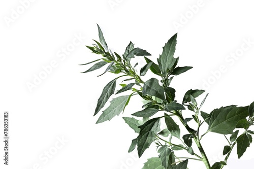 Chenopodium album plant isolated on white background, studio shot