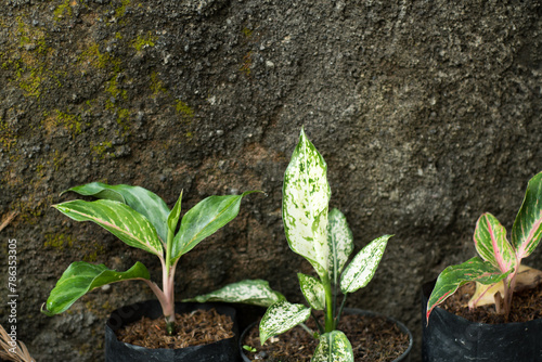 4 types of aglonema plants photo