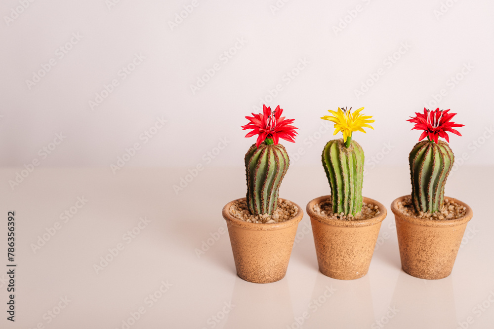 cactus in a pot cactus in a pot