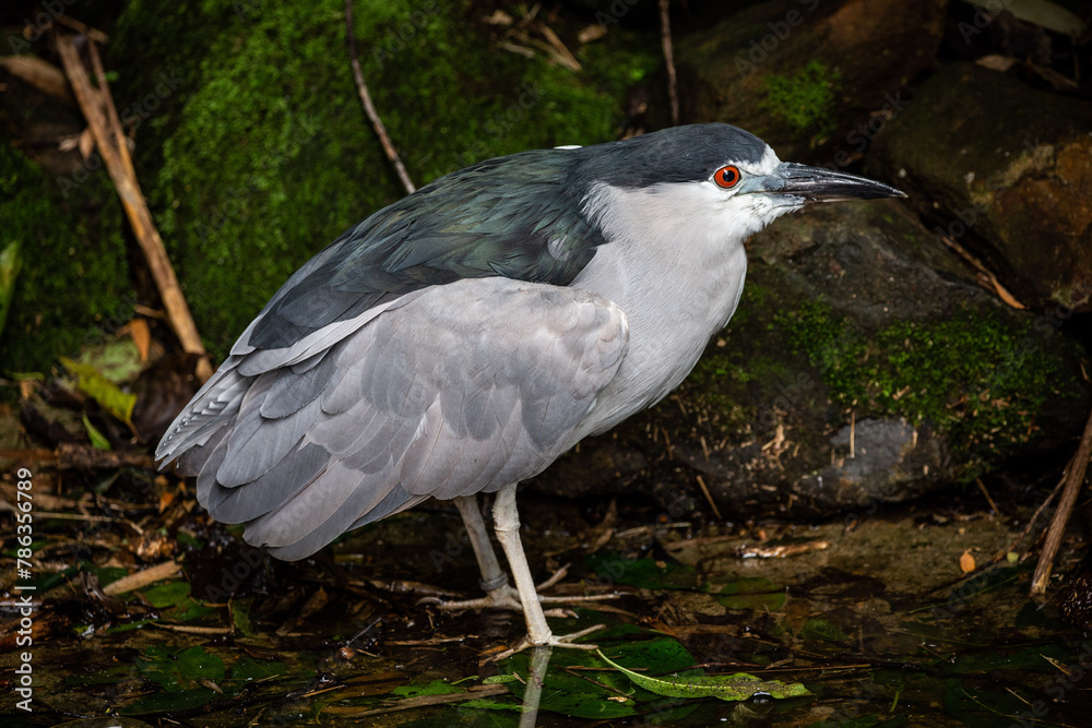 Naklejka premium Nycticorax nycticorax (hoactli)(socó-dorminhoco)