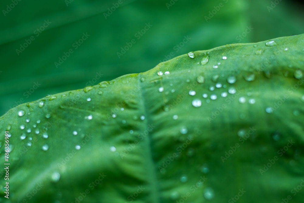 Fototapeta premium dew on Colocasia gigantea leaves