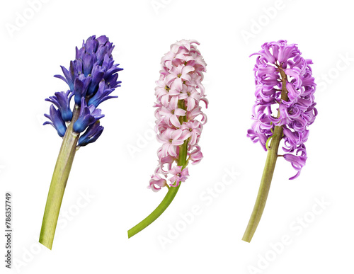 Set of colorful hyacinth flower isolated on white or transparent background
