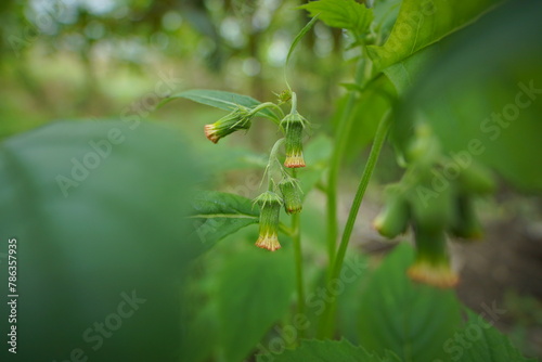Crassocephalum crepidioides (Sintrong) bowed down in afternoon with green blurred background