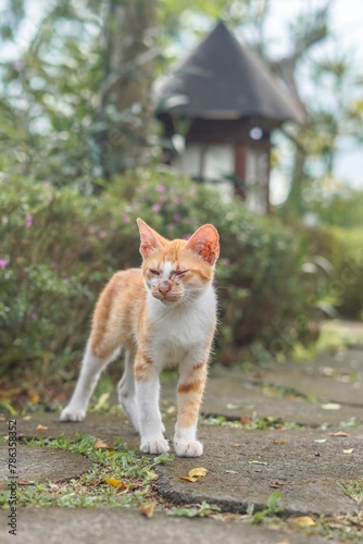 stray orange cat on the park street