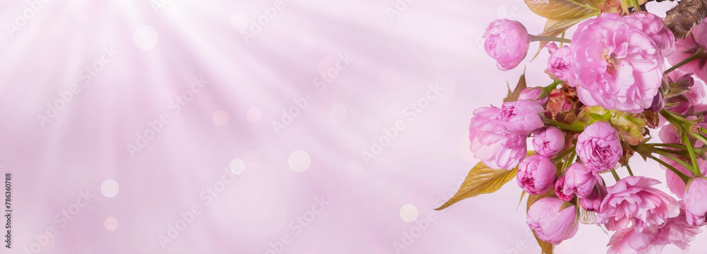 border of flowering cherry tree blossom branch in spring isolated on blurred empty pink background banner with copy space