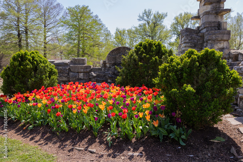 Tulip display at tower grove park