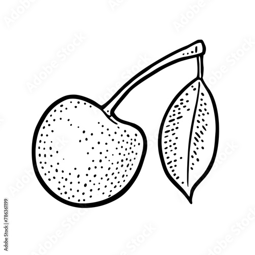 Whole cherry berry with leaf. Vector vintage engraving illustration © MoreVector