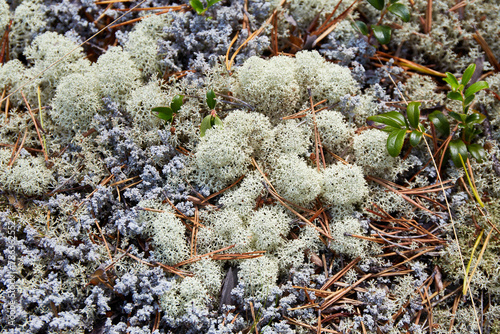 White moss in the forest, natural background.