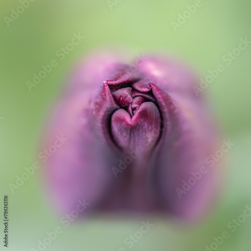 Tulip bud macro. Differential focus on tip.