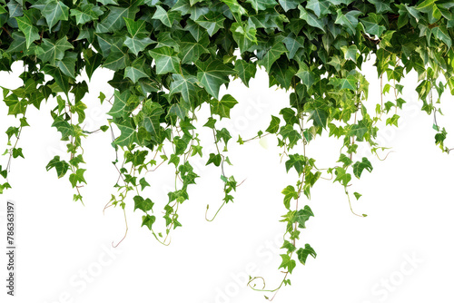 PNG Hanging vines ivy backgrounds plant leaf