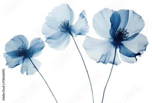 PNG Minimal dry poppy blossom flower petal. AI generated Image by rawpixel. © Rawpixel.com