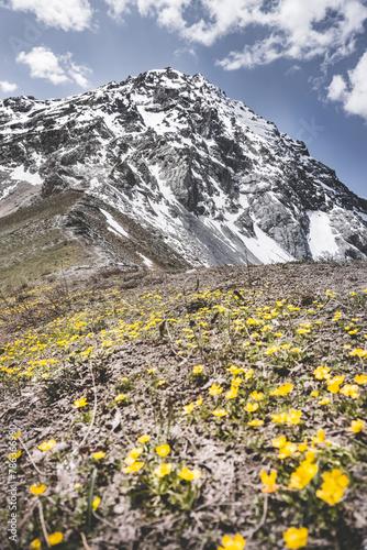 A clearing of yellow buttercup flowers on a mountainside against the backdrop of rocky mountains with snow on a sunny summer day in macro