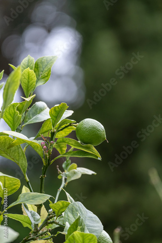 Lime bush, fruit of a citrus plant close up. Citrus aurantiifolia, green lime lemon handing on a tree branch. harvest time. South Africa garden plantation. Natural wallpaper. Fruits growing in wild