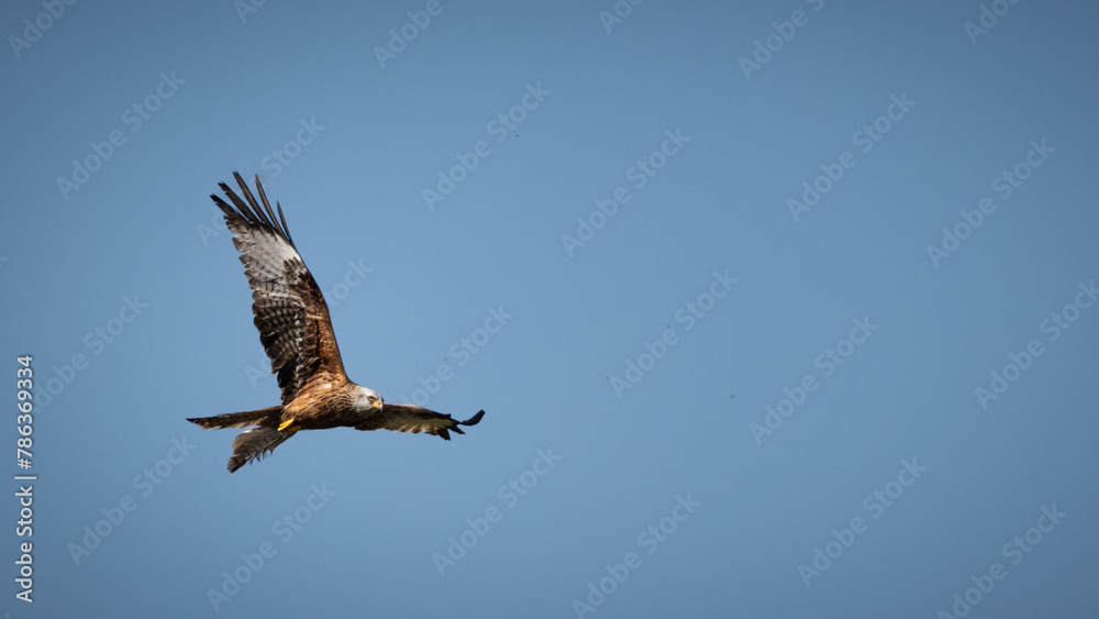 Fototapeta premium Milano real volando en el cielo de la sierra de Madrid