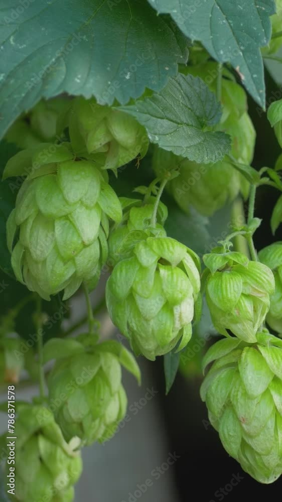 Hops or humulus at harvest time Hops or humulus at harvest time