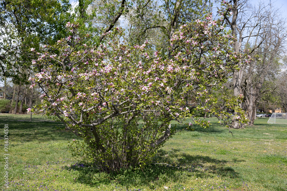 Fototapeta premium White flowers growing in a tree at tower grove park
