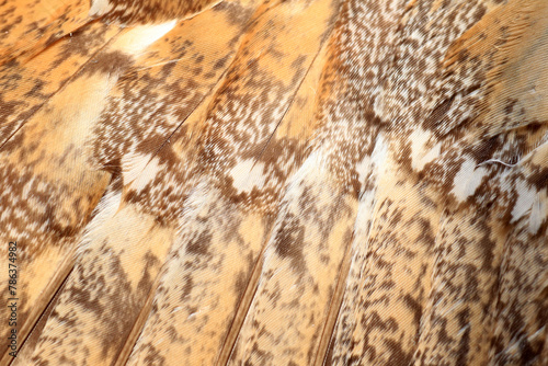 Close up of feathers of long-eared owl (Asio otus). This photo was taken in Japan.