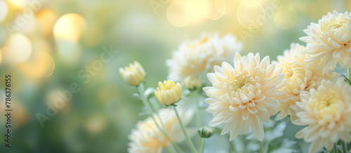 菊の花の先生で美しい球ボケの写真