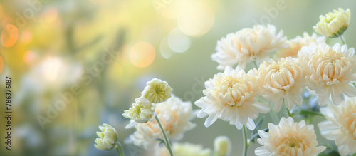 菊の花の先生で美しい球ボケの写真