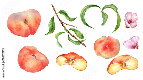 Set of fresh various fig peaches and tree branch watercolor isolated on white. Fruit branch, pink flowers illustration hand drawn. Half of chines peaches drawn. Design element for package, label