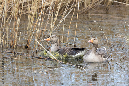 A pair of Greylag Geese (Anser anser) on the water with their goslings at a reedbed habitat - Yorkshire, UK in April, Springtime photo