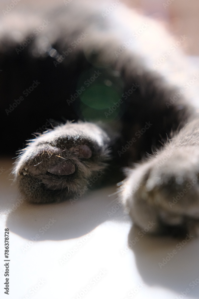 Gray british cat lying near the window. Cute kitten foots