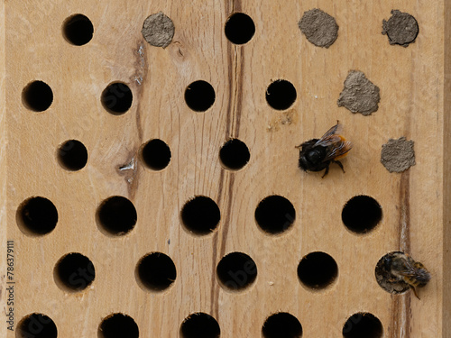 Gehörnte Mauerbiene (Osmia cornuta, oben) und Rote Mauerbiene (Osmia bicornis, unten), Weibchen, an Wildbienennisthilfe beim Verschließen des Nests photo