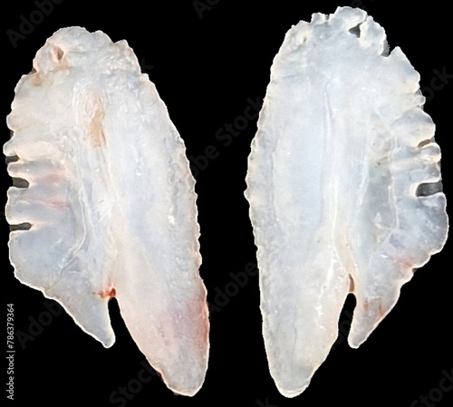 otohith of perch, these species have particularly large otohithts, statoconium or otoconium or statolith, is a calcium carbonate structure in the saccule or utricle of the inner ear photo
