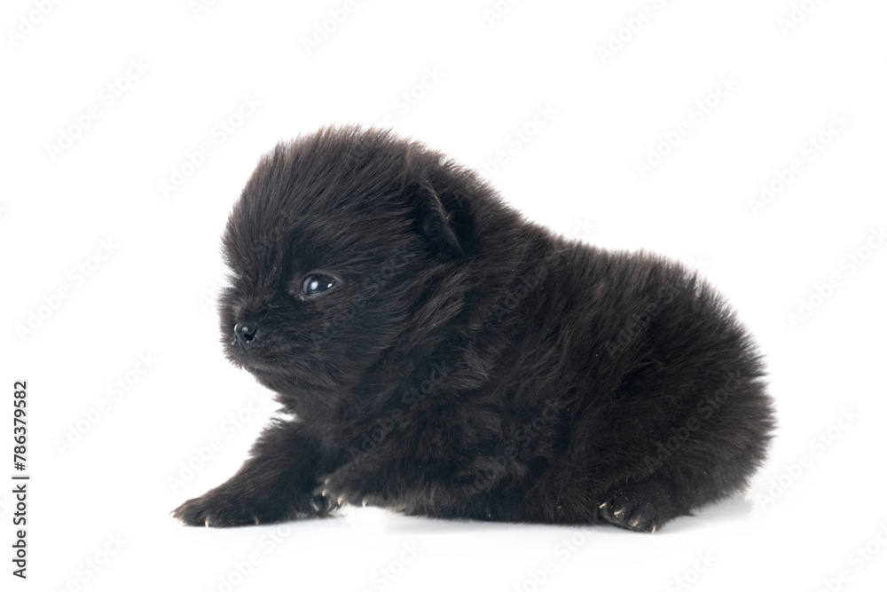 Fototapeta premium puppy pomeranian in studio