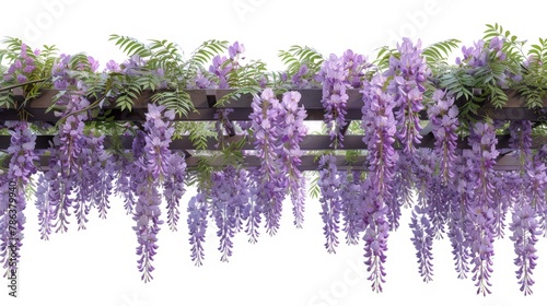 A vine covered trellis with purple flowers