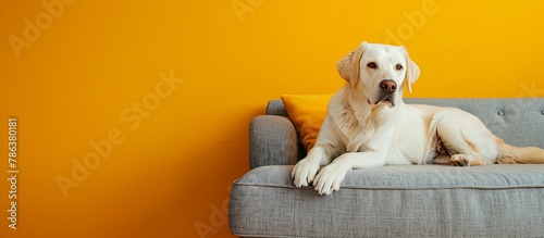 Labrador dog on yellow isolated background, copy space photo