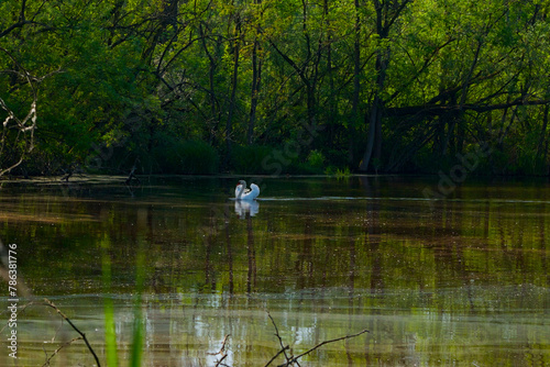 Wallpaper Mural whooper swan photographed in the Punta Alberete nature reserve Torontodigital.ca