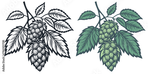Sprig of hops, vector illustration	