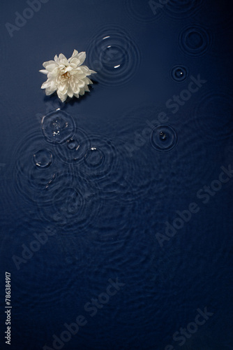 White chrysanthemum flower in blue water with waves and circles