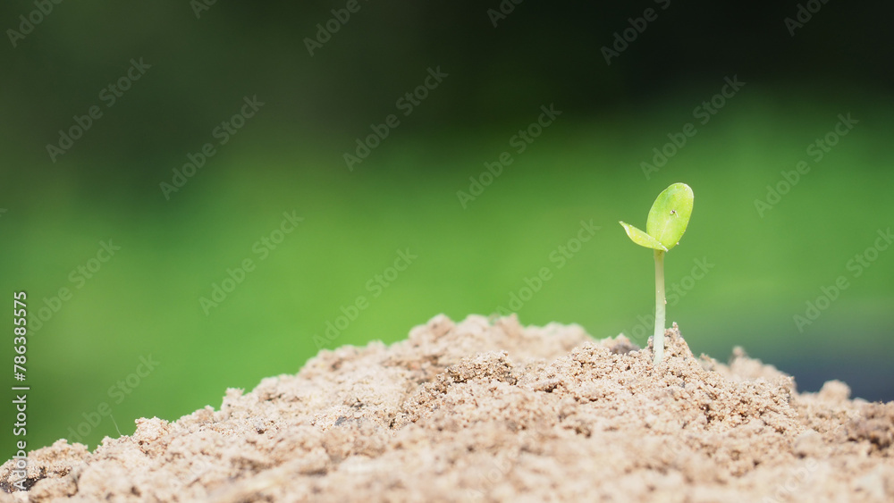 Young plant in the morning light on nature background Young plant in the morning light on nature background