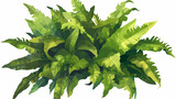 Folhas de asplenio verde no fundo branco - Ilustração