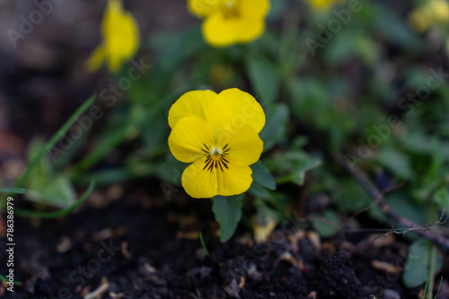 Yellow pansies blooming in the flower bed   © Maryia