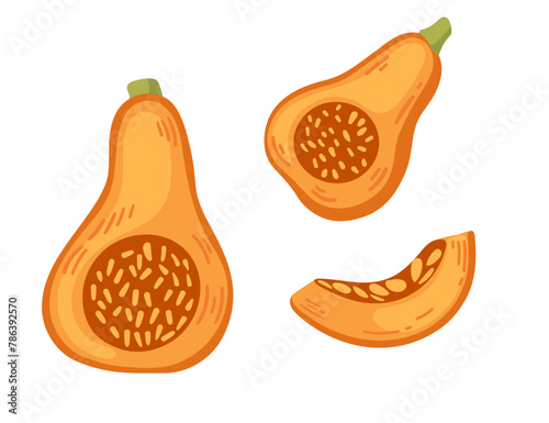 Tasty orange pumpkin seasonal vegetable vector illustration on white background