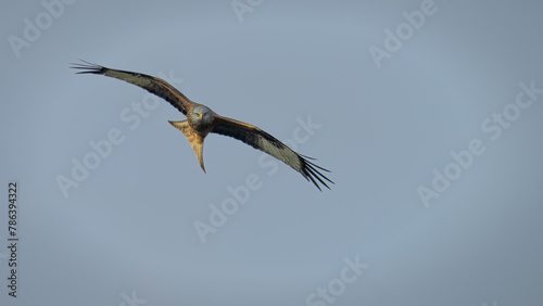 Red kite goes hunting photo