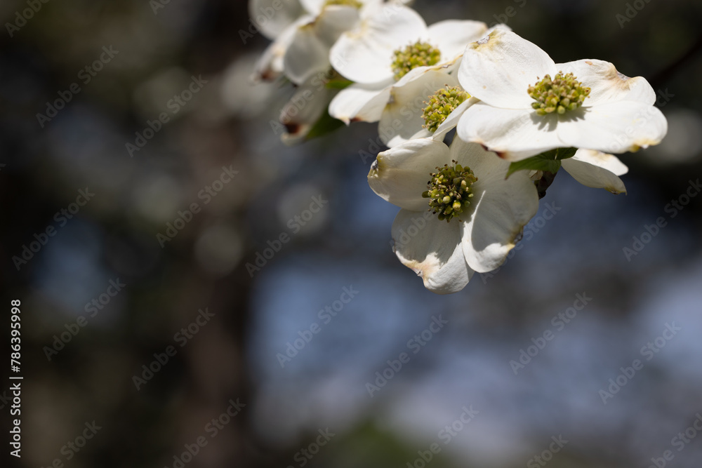 White flowers growing in a tree at tower grove park White flowers growing in a tree at tower grove park
