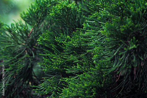 Close-up of green pine trees Christmas tree in the middle of green nature  abstract background