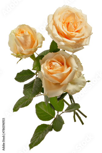 Flowers bouquet of three delicate light roses isolated on a white background.